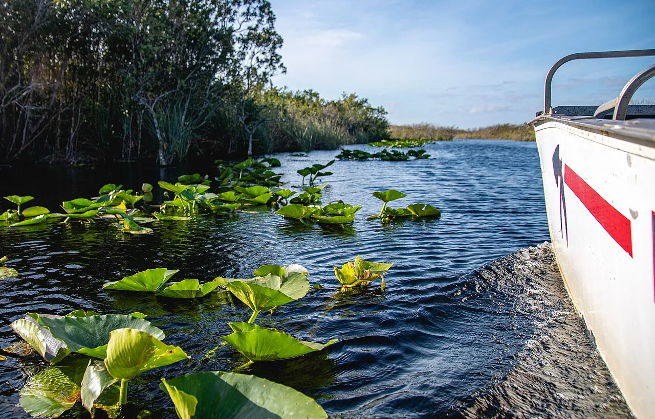 An airboat on the black water of Grassrivers, seen from above, and the same lily-pad channels in Everglades National Park. Flat-bottomed boat with a caged fan, because a propeller in the water would not last a minute here.