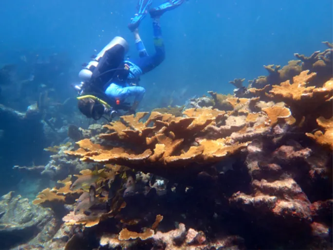 A diver over coral in the Leonida Keys, and a diver over elkhorn coral at Horseshoe Reef in the Florida Keys. The reef tract off the Keys is the only living barrier reef in the continental United States.